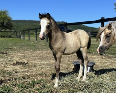 Crown Ridge Bimini Blue