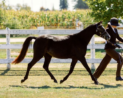 Crown Ridge Enchanted