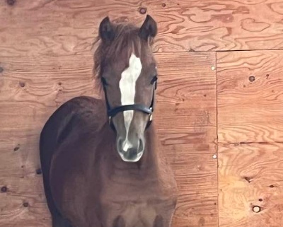 Crown Ridge Heiress