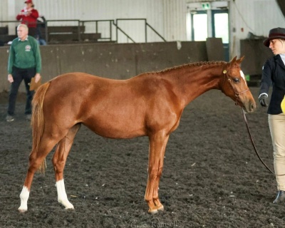 Crown Ridge Magic Spell