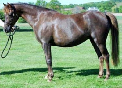 *Downland Satinwood