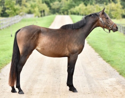 BayHarbour Lavender Haze