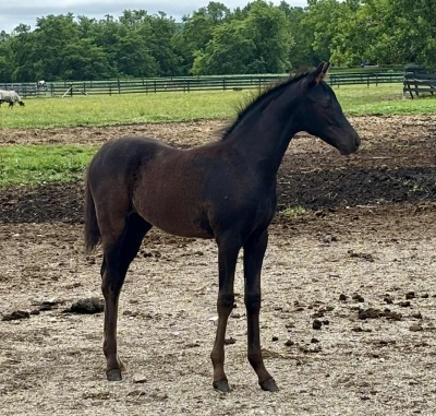 Crown Ridge Just A Wish