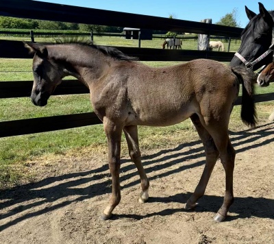 Crown Ridge Just Charming