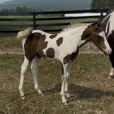 Crown Ridge Treasure Map