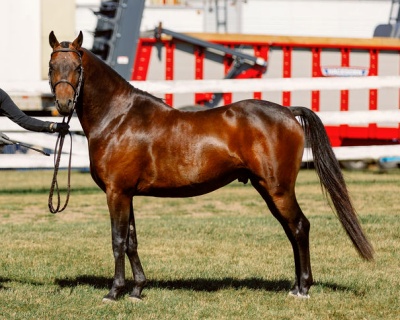 Crown Ridge Magic Trick